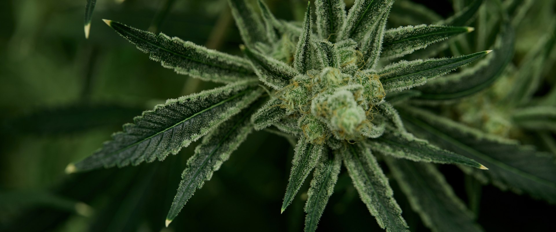 How To Turn A Male Weed Plant Into A Hermaphrodite at Stephanie Hatton blog