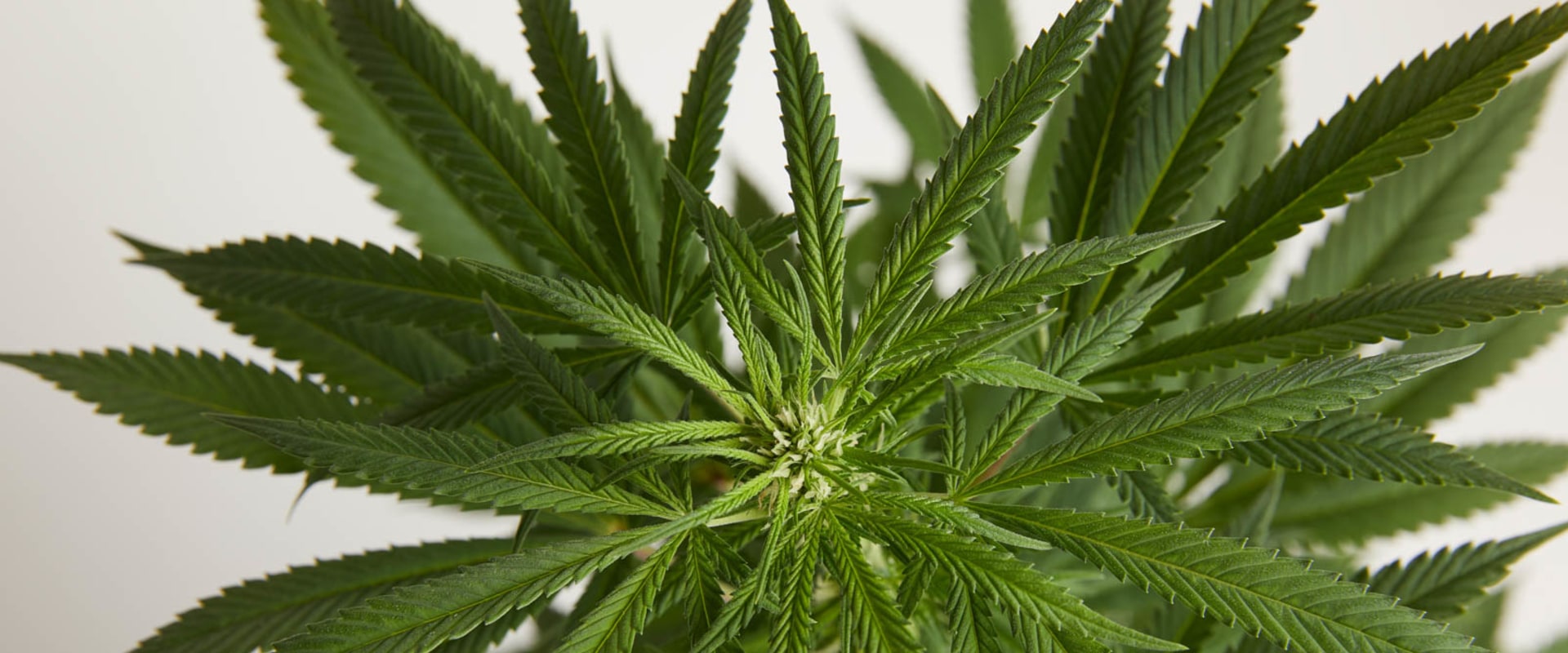 Can a male cannabis plant pollinate a female in veg?