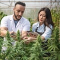 Why Cannabis Cultivation Businesses Should Regularly Review Their Compliance Strategies