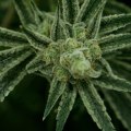 What causes a cannabis plant to turn into a hermaphrodite?