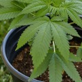 How grow cannabis outside?