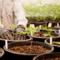 Understanding Cannabis Cultivation and Inpatient Rehab in Dallas, TX