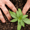 Is weed legal to grow?
