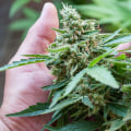 Cannabis when flowering?