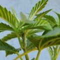 Are cannabis plants male or female?