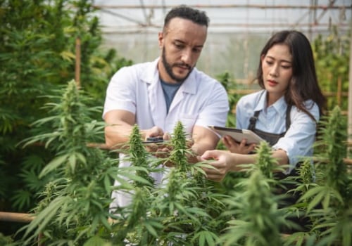 Why Cannabis Cultivation Businesses Should Regularly Review Their Compliance Strategies
