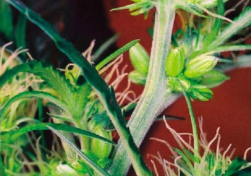 Are cannabis plants hermaphrodite?