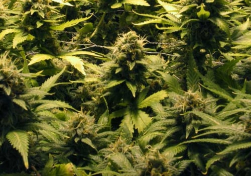 How are cannabis plants feminized?