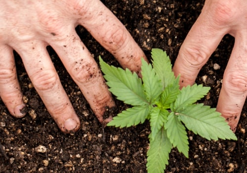 Why grow cannabis?