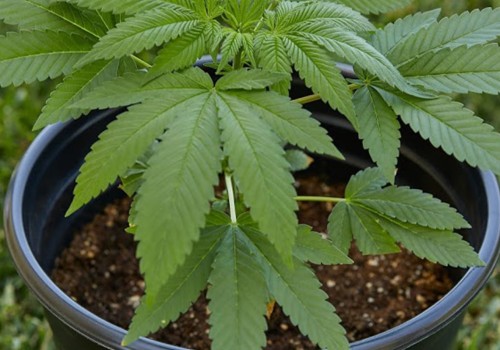How grow cannabis outside?