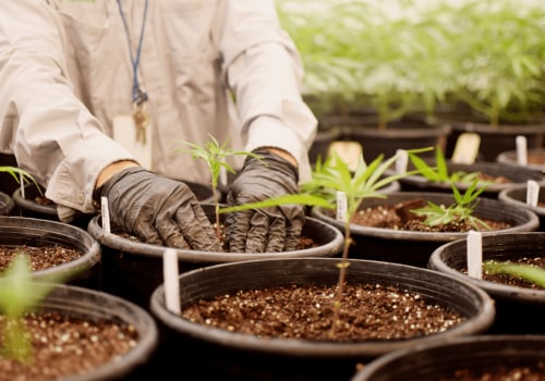 Understanding Cannabis Cultivation and Inpatient Rehab in Dallas, TX