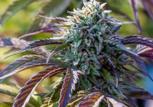 Are cannabis plants perennial?