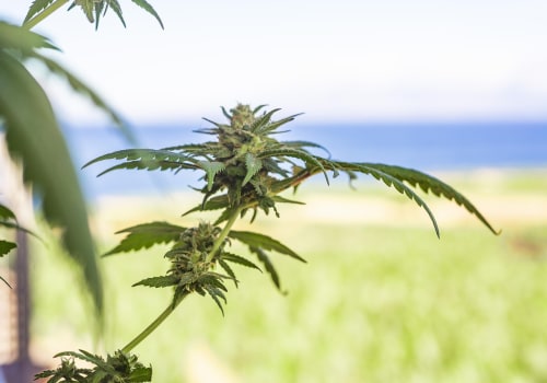 Understanding Cannabis Cultivation in New Hampshire Rehab Programs