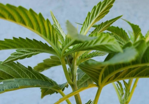 Are cannabis plants male or female?